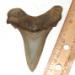 Superhero Angustidens Shark Tooth